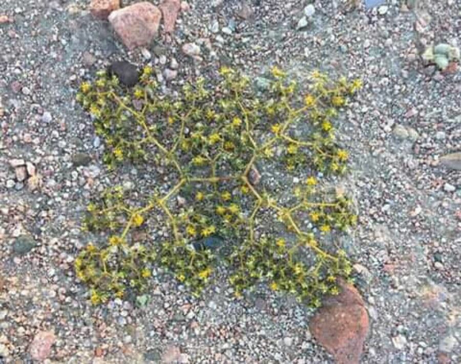 Tetraena simplex — houseplant care guide