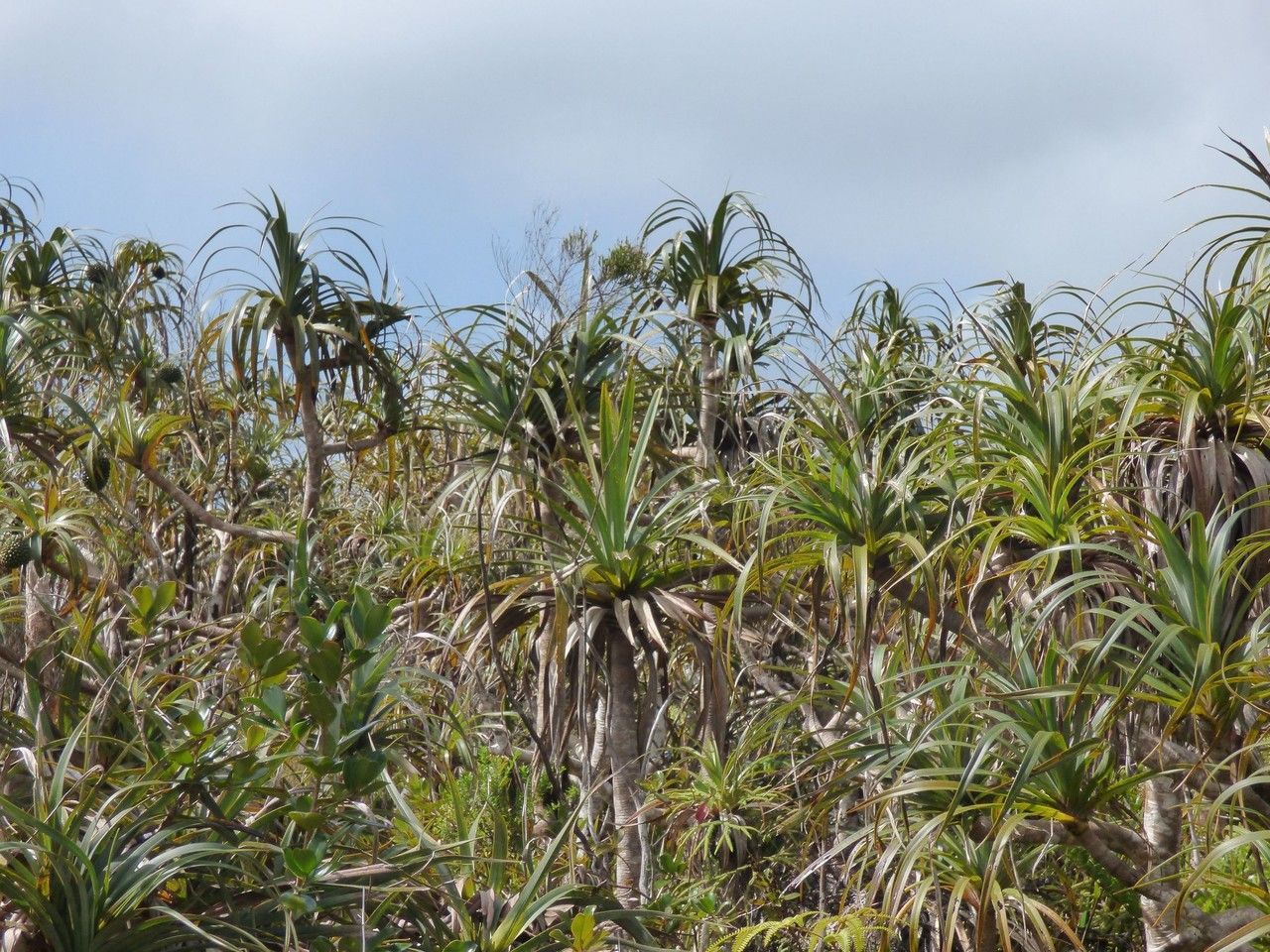 Pandanus montanus habit
