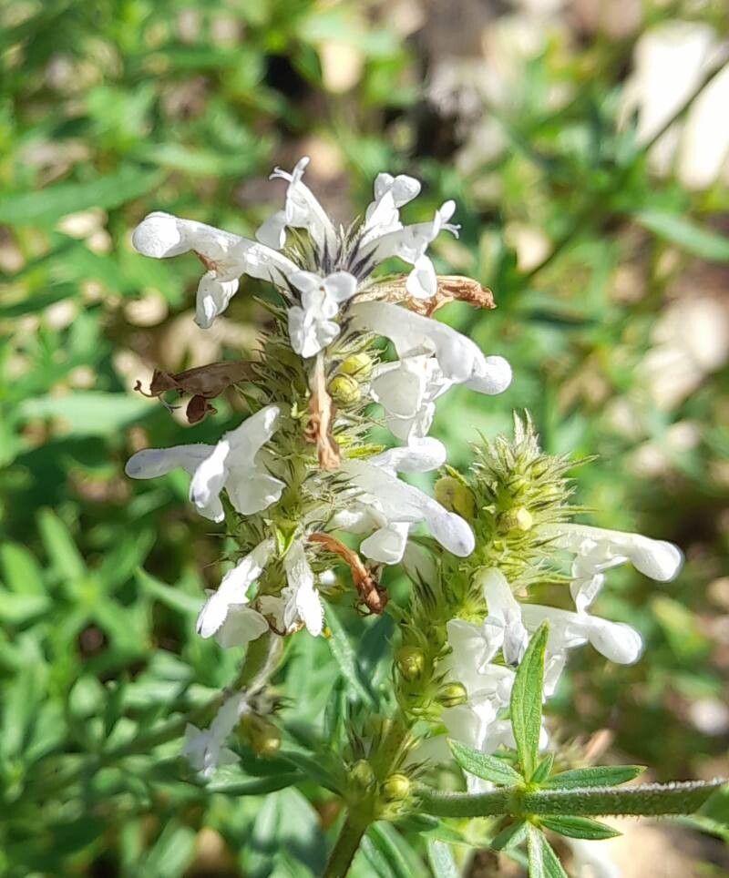 Nepeta podostachys flower