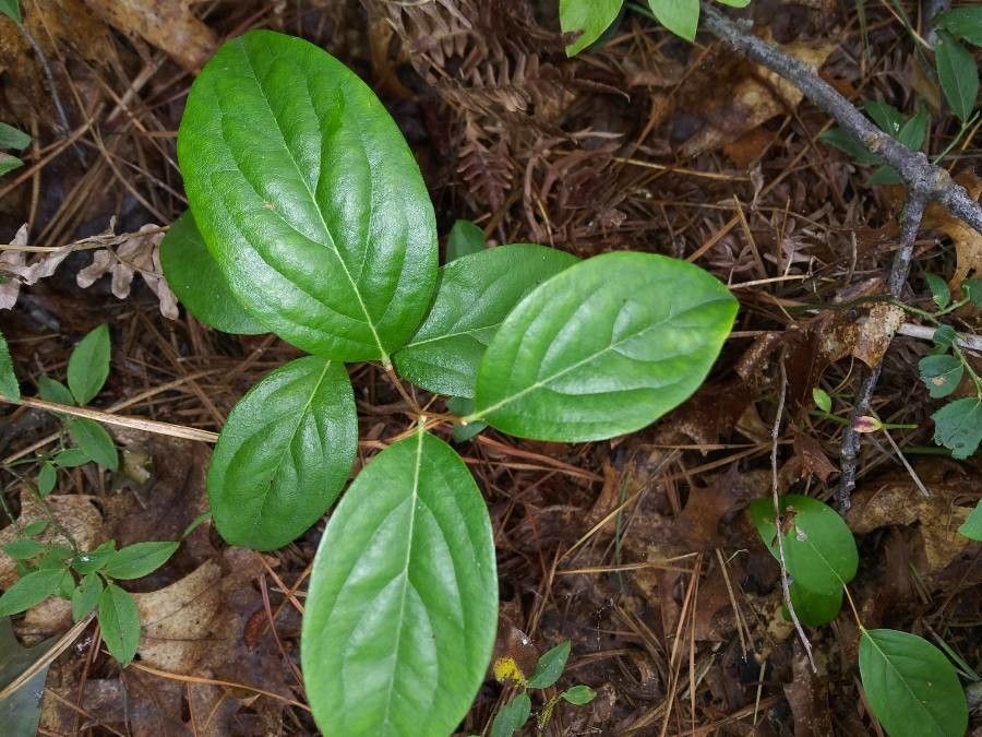 Lyonia mariana habit