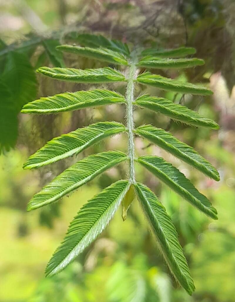 Calliandra foliolosa — houseplant care guide