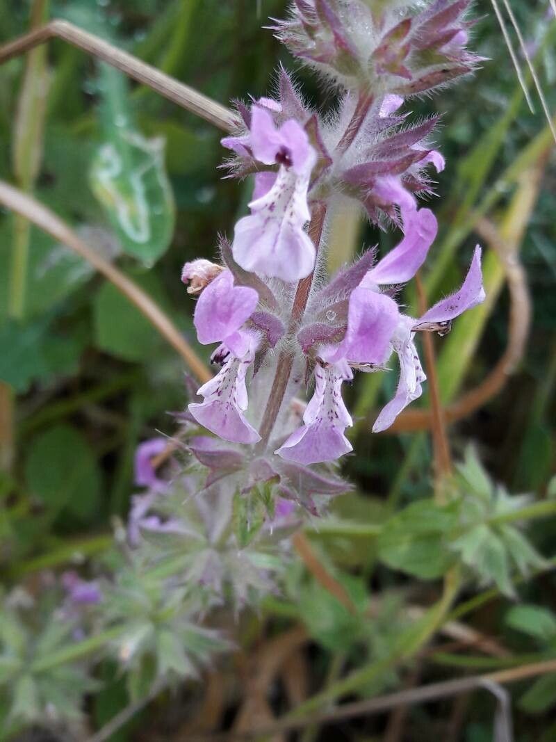 Stachys marrubiifolia flower