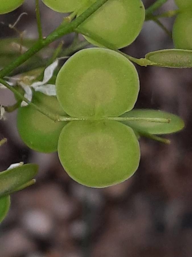 Biscutella laevigata fruit
