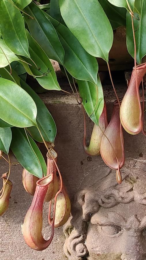 Nepenthes spp. flower