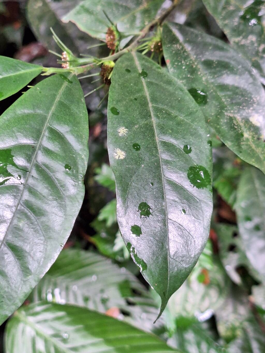 Dorstenia mannii leaf