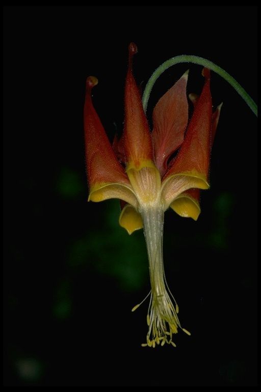 Aquilegia eximia flower