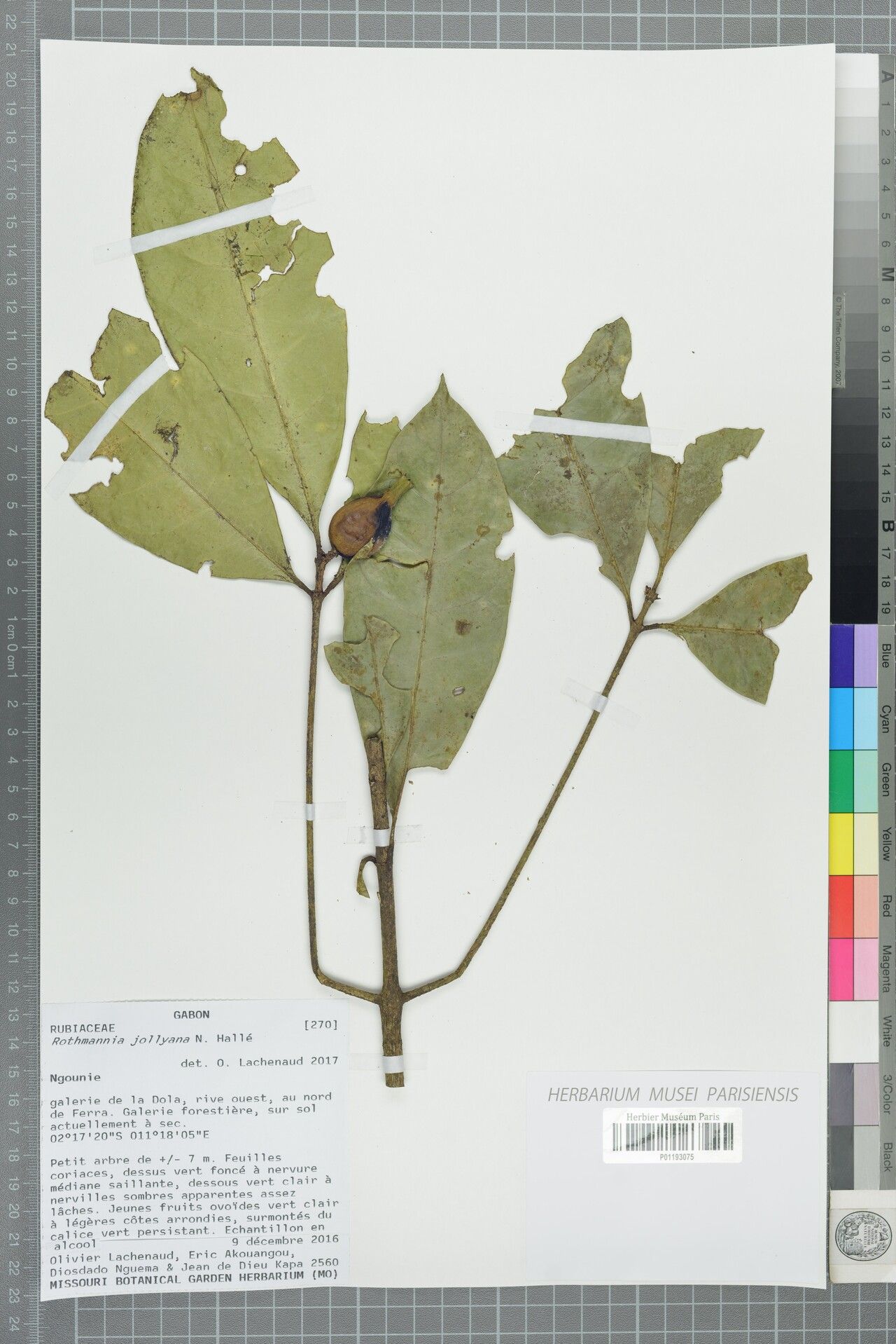 Rothmannia jollyana — search result for 'Rothmannia'