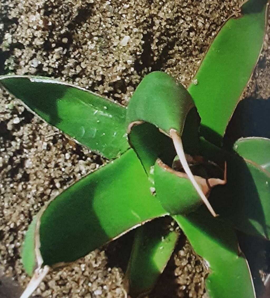 Agave pelona — houseplant care guide