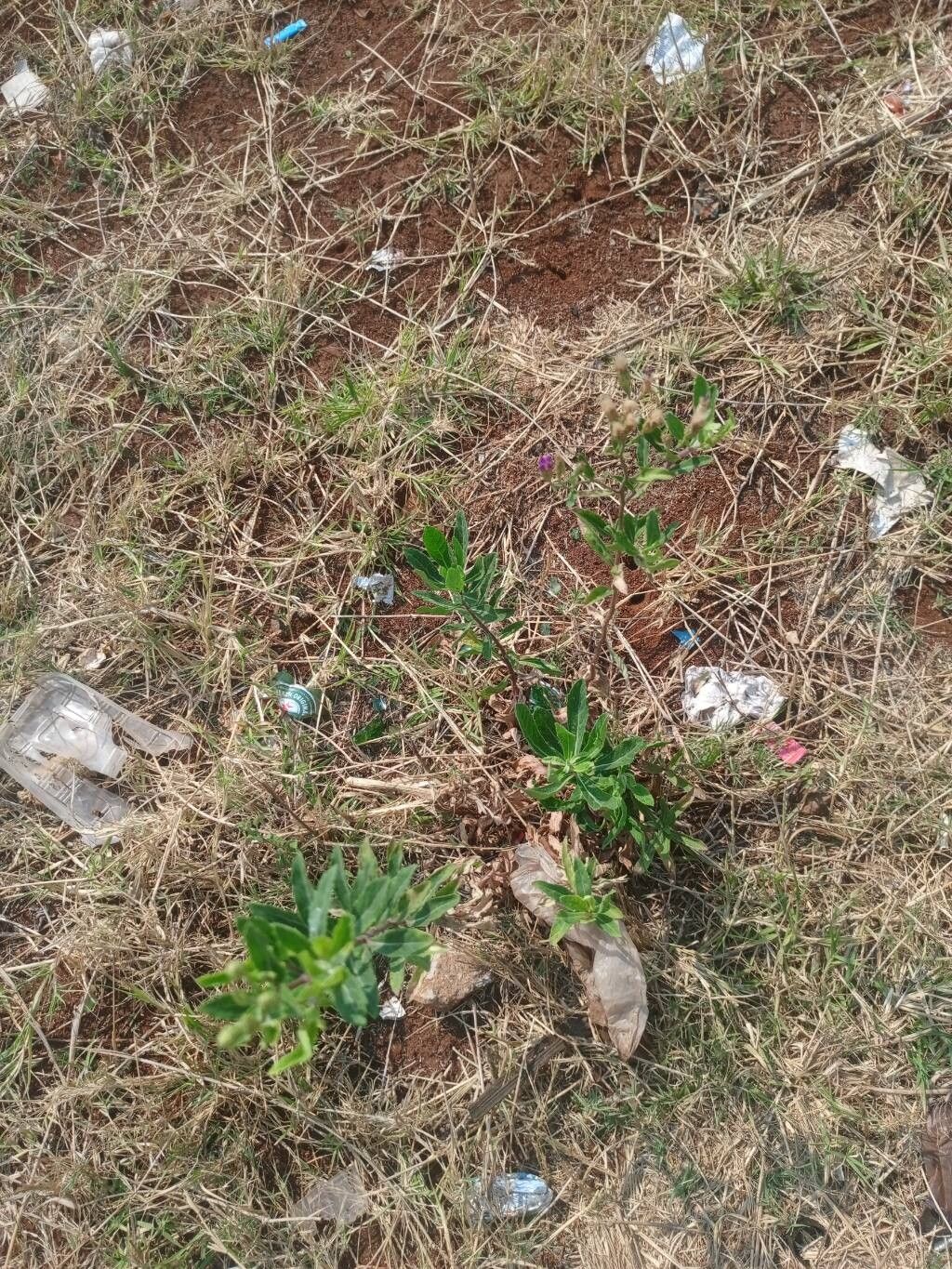 Pluchea bojeri — search result for 'Pluchea'