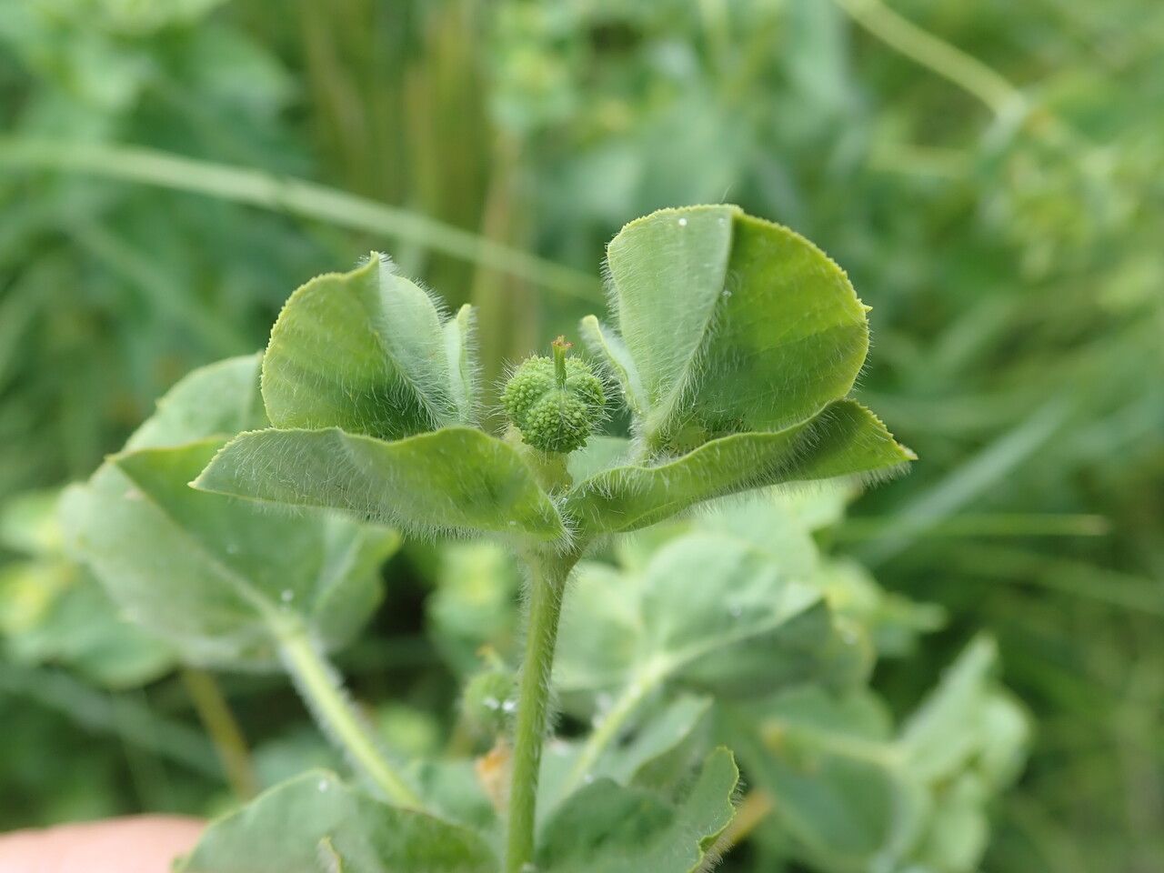 Euphorbia hirsuta flower