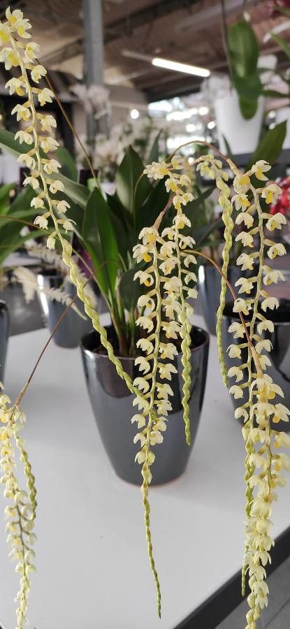 Dendrochilum cobbianum flower