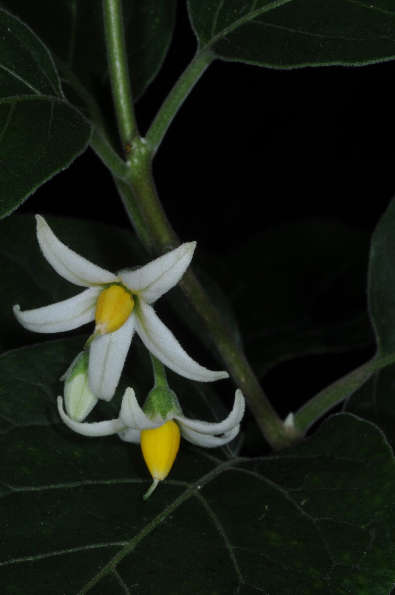 Solanum stuckertii — houseplant care guide