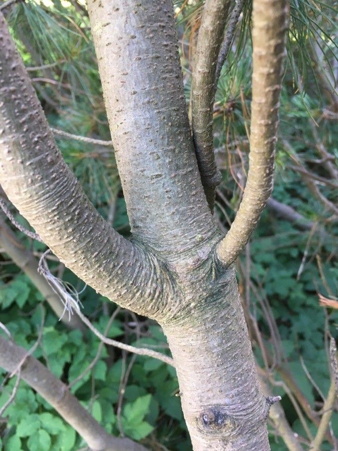 Pinus pumila bark