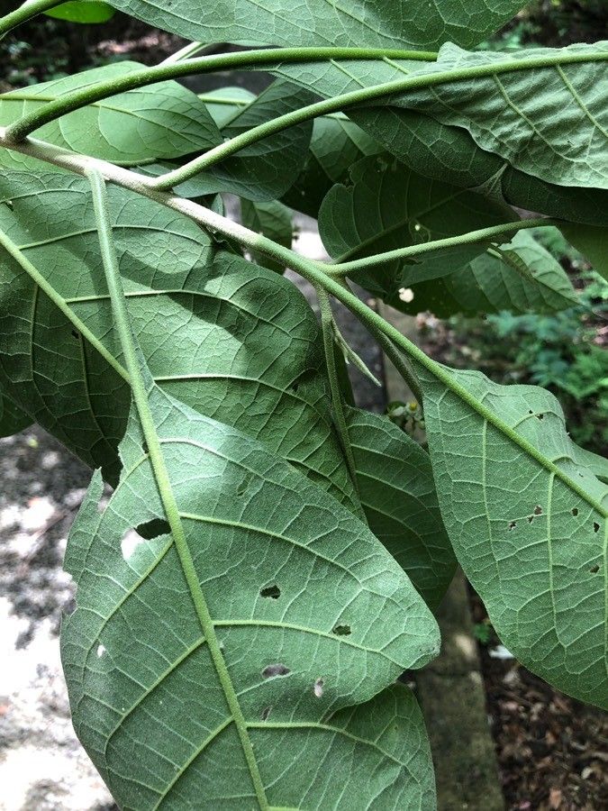 Solanum hazenii leaf