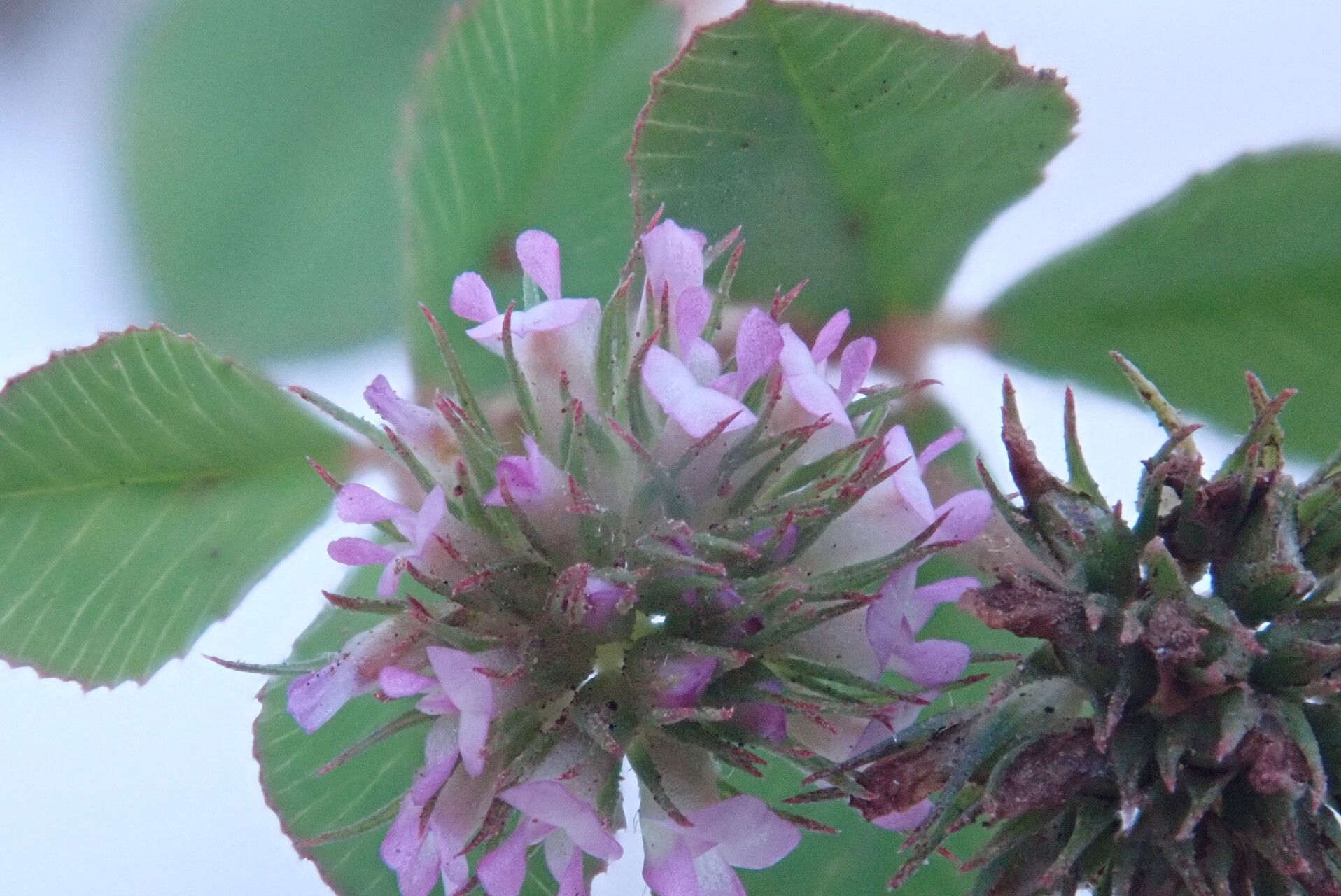 Trifolium baccarinii flower