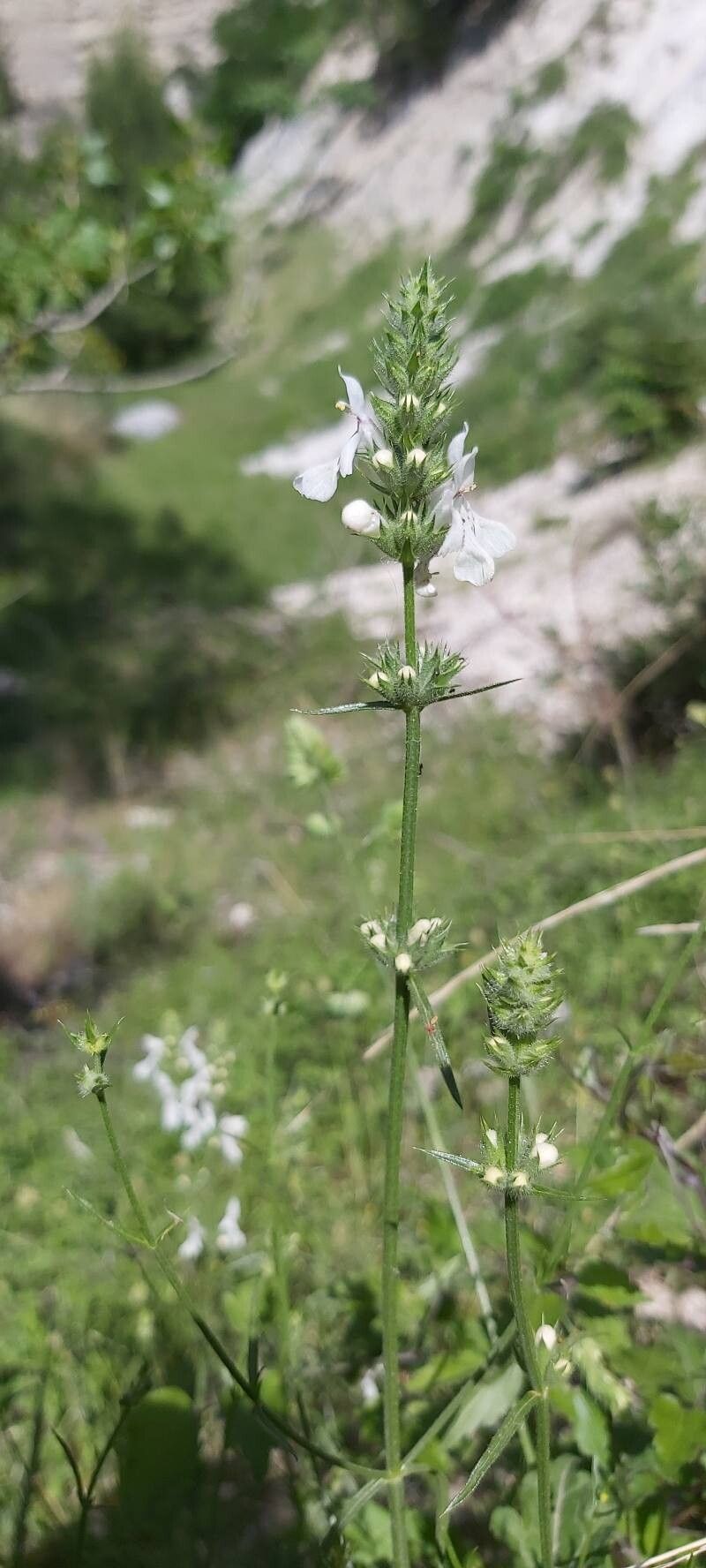 Stachys leucoglossa habit
