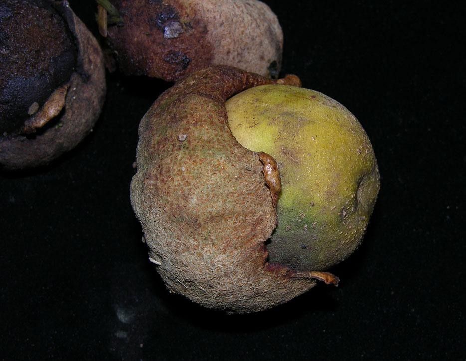 Aegiphila quararibeana — houseplant care guide