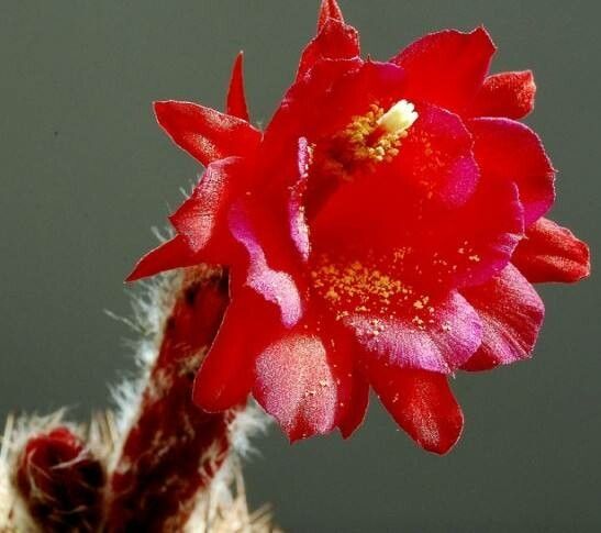 Oreocereus hempelianus flower