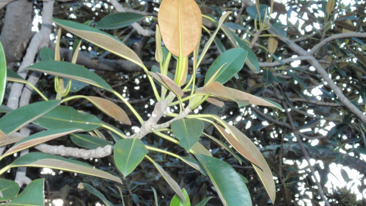 Ficus macrophylla — search result for 'Ficus'