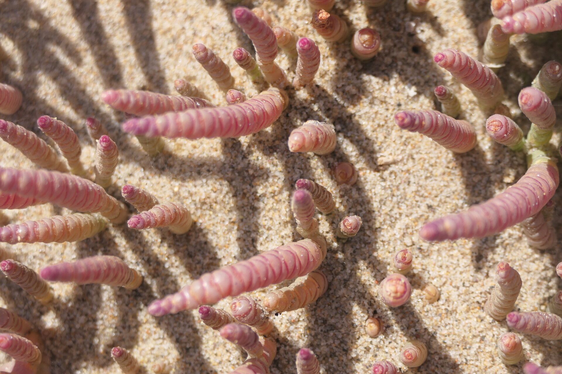 Salicornia natalensis bark