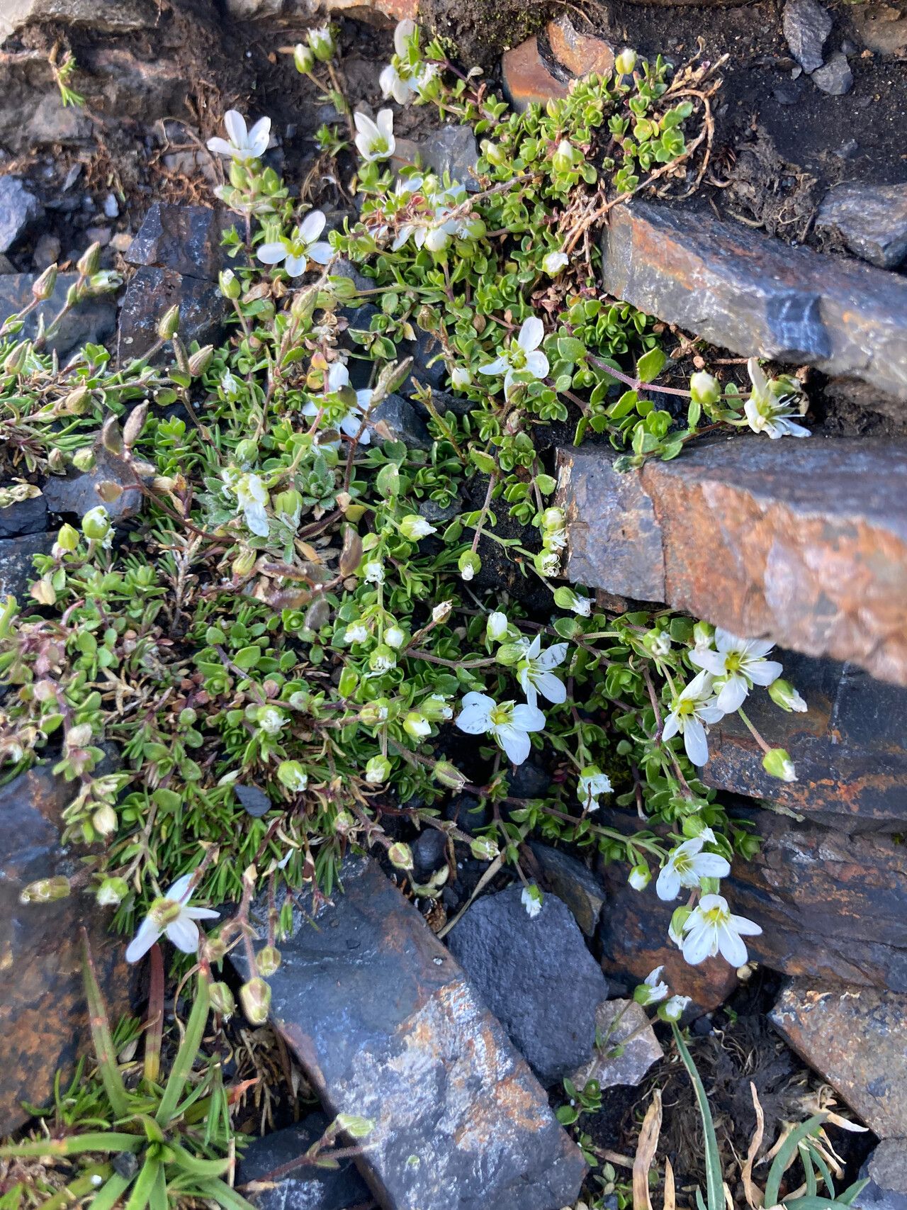 Minuartia cerastiifolia habit