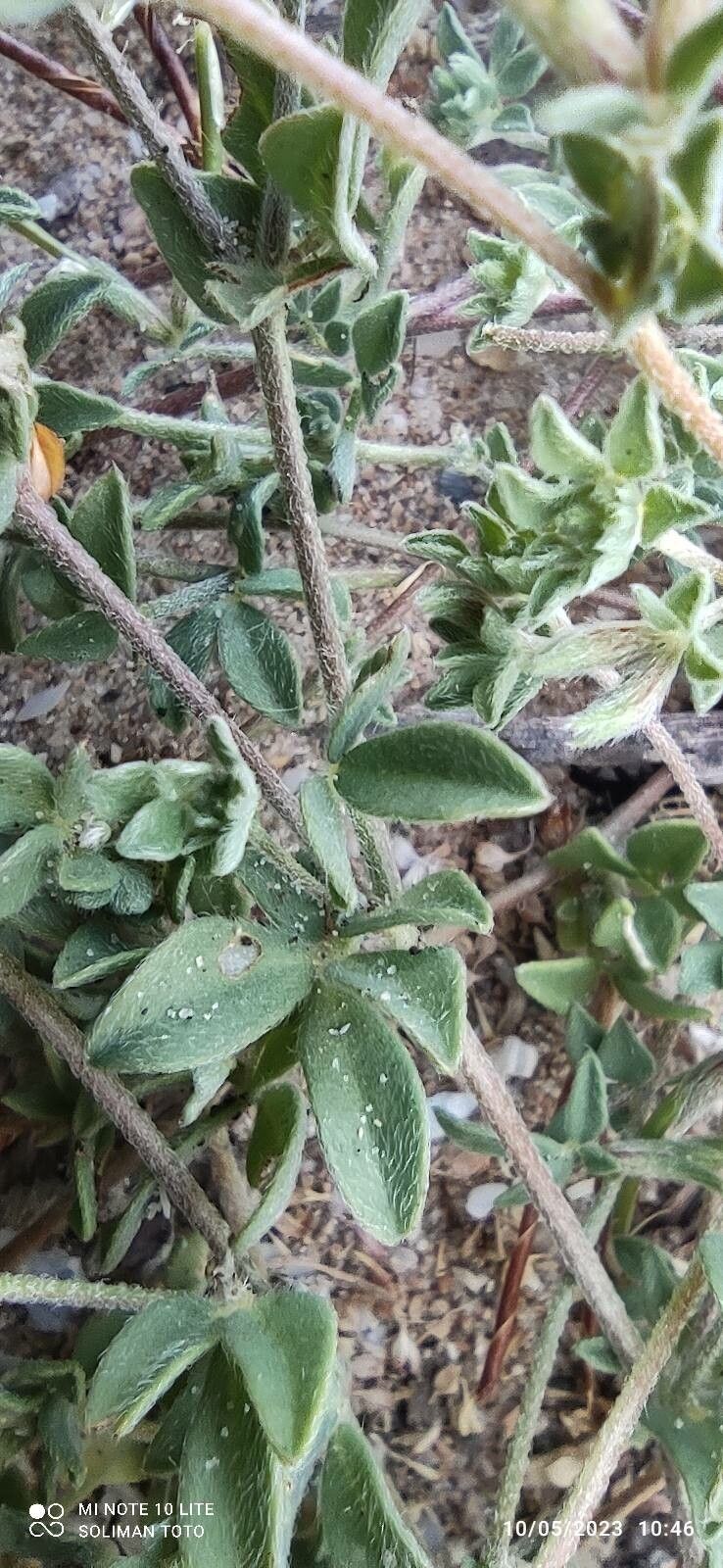 Lotus arabicus — houseplant care guide