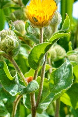 Andryala rothia — houseplant care guide