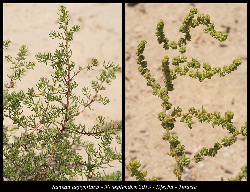 Suaeda aegyptiaca habit