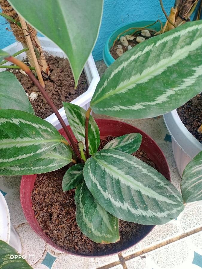 Goeppertia picturata — search result for 'Calathea'