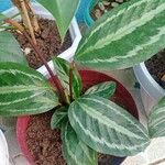 Goeppertia picturata