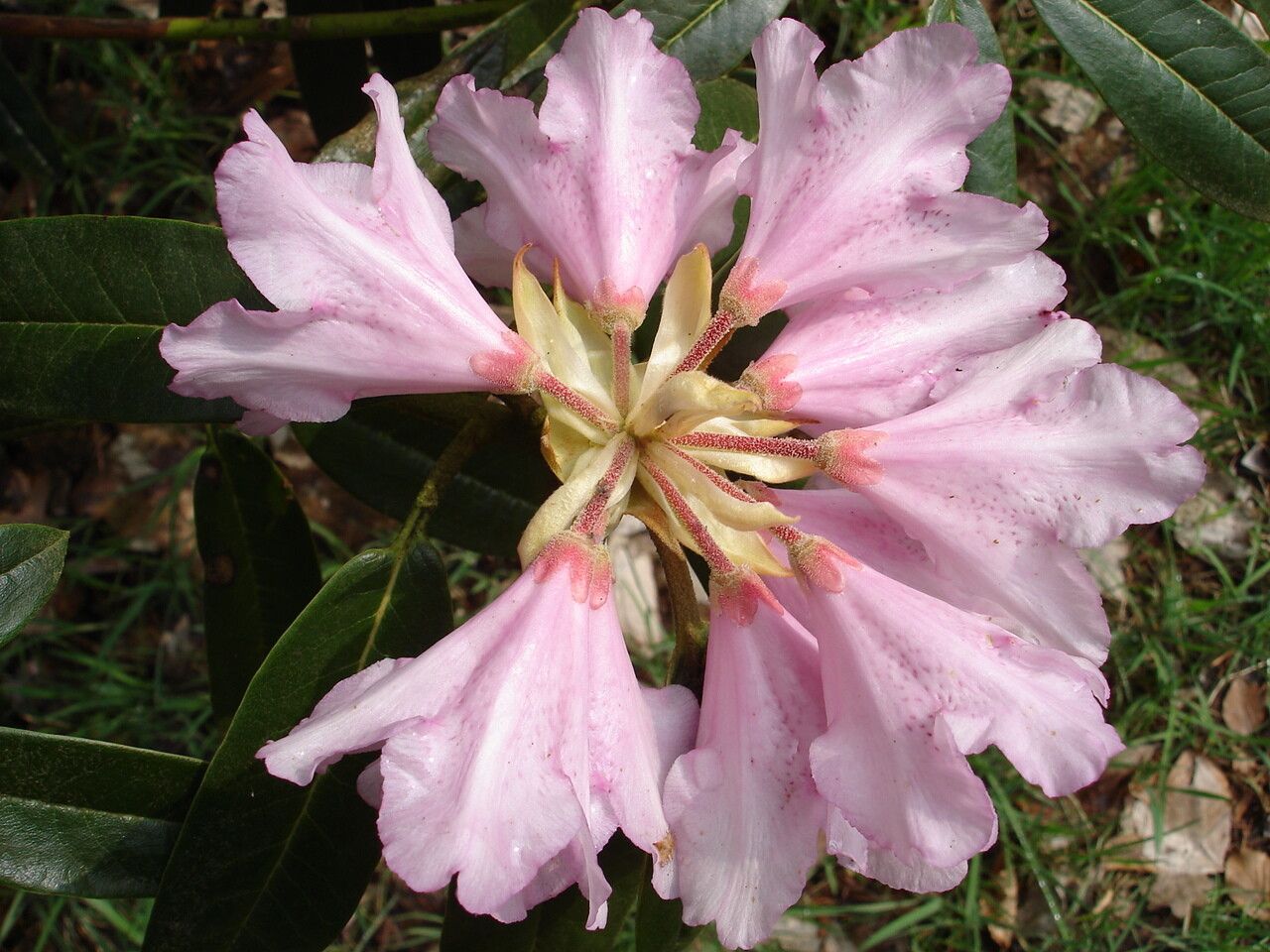Rhododendron elegantulum flower