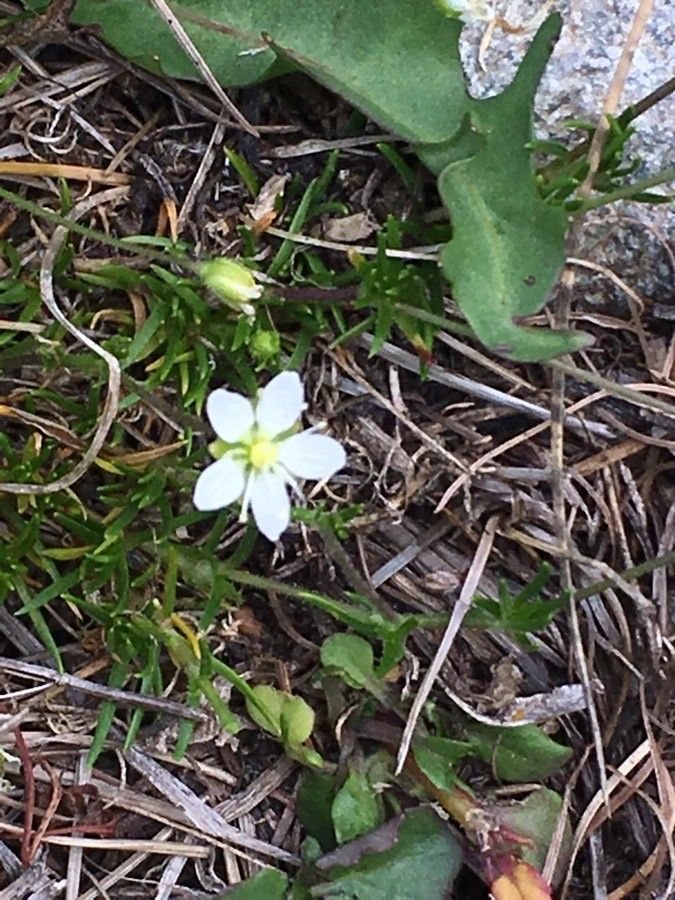 Sagina glabra flower