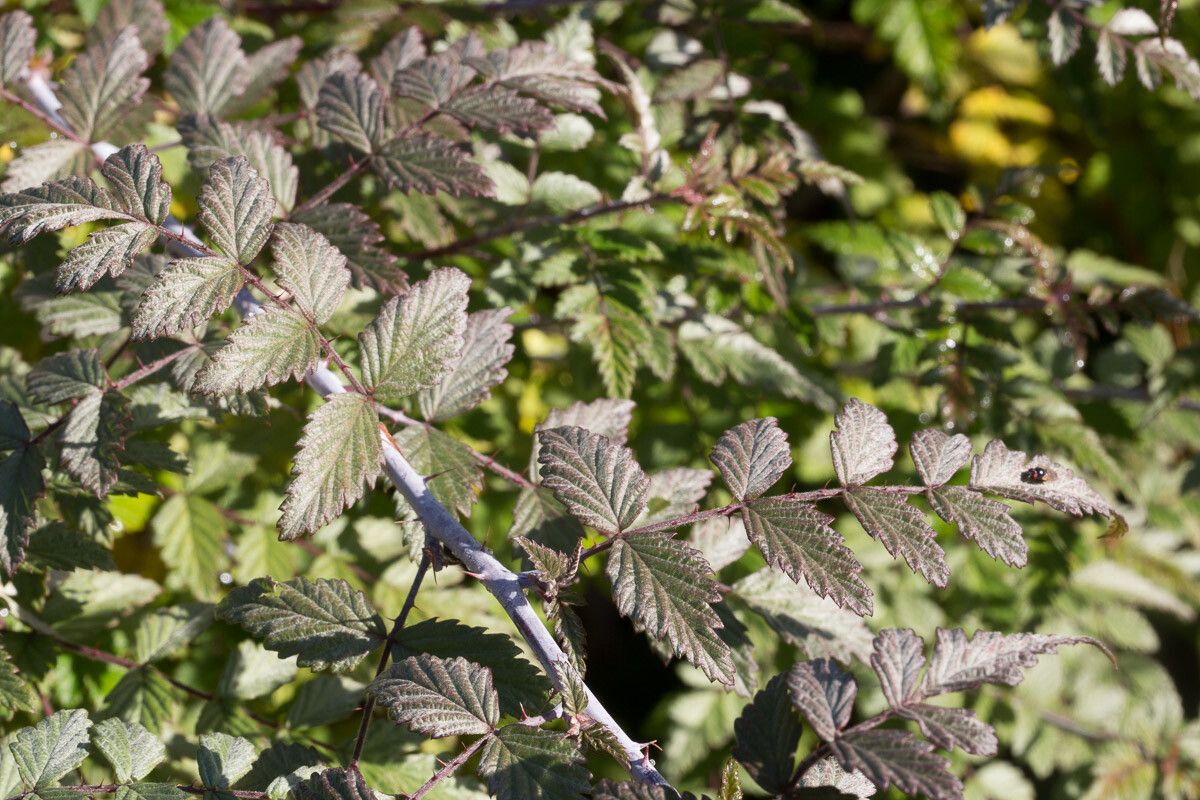 Rubus cockburnianus leaf