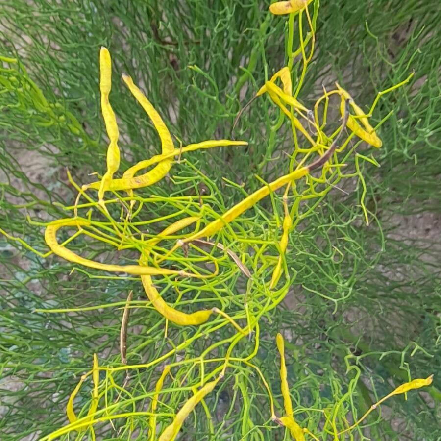 Senna pachyrrhiza fruit