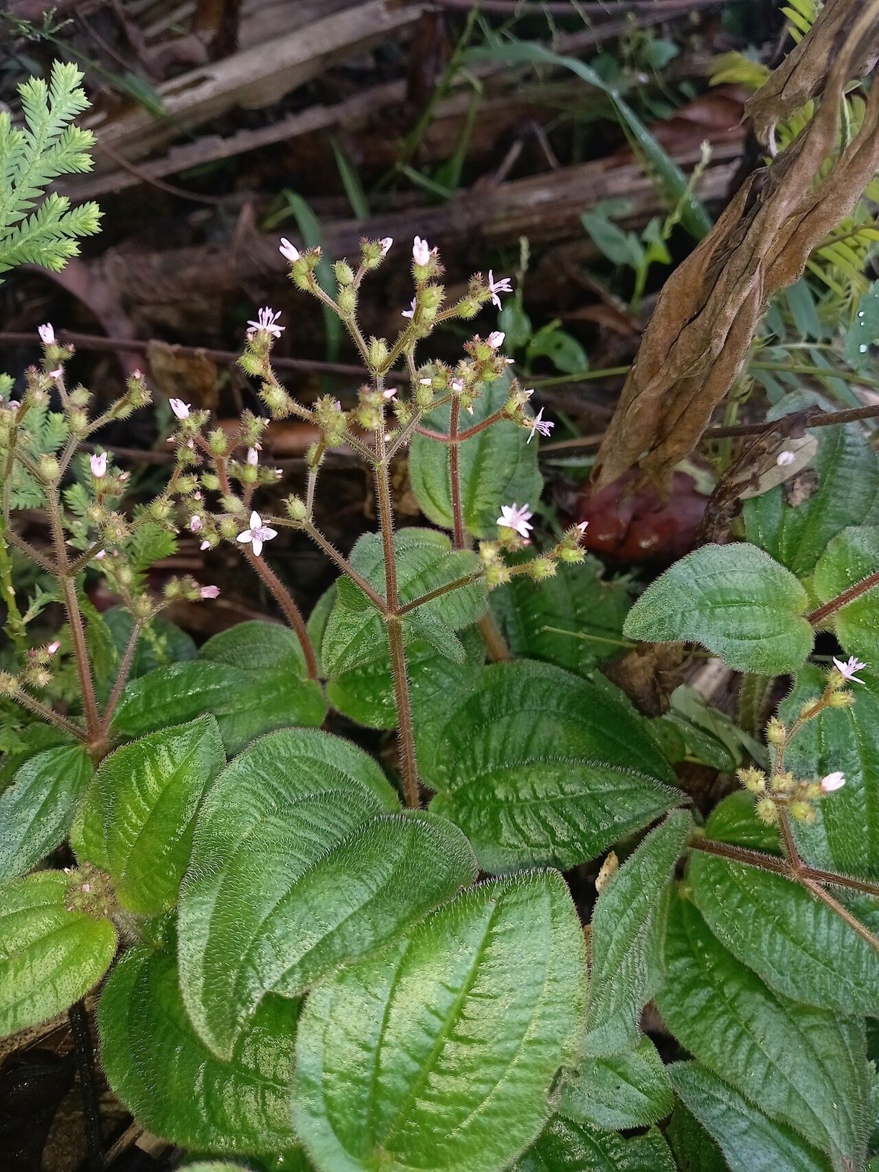 Aciotis ornata habit