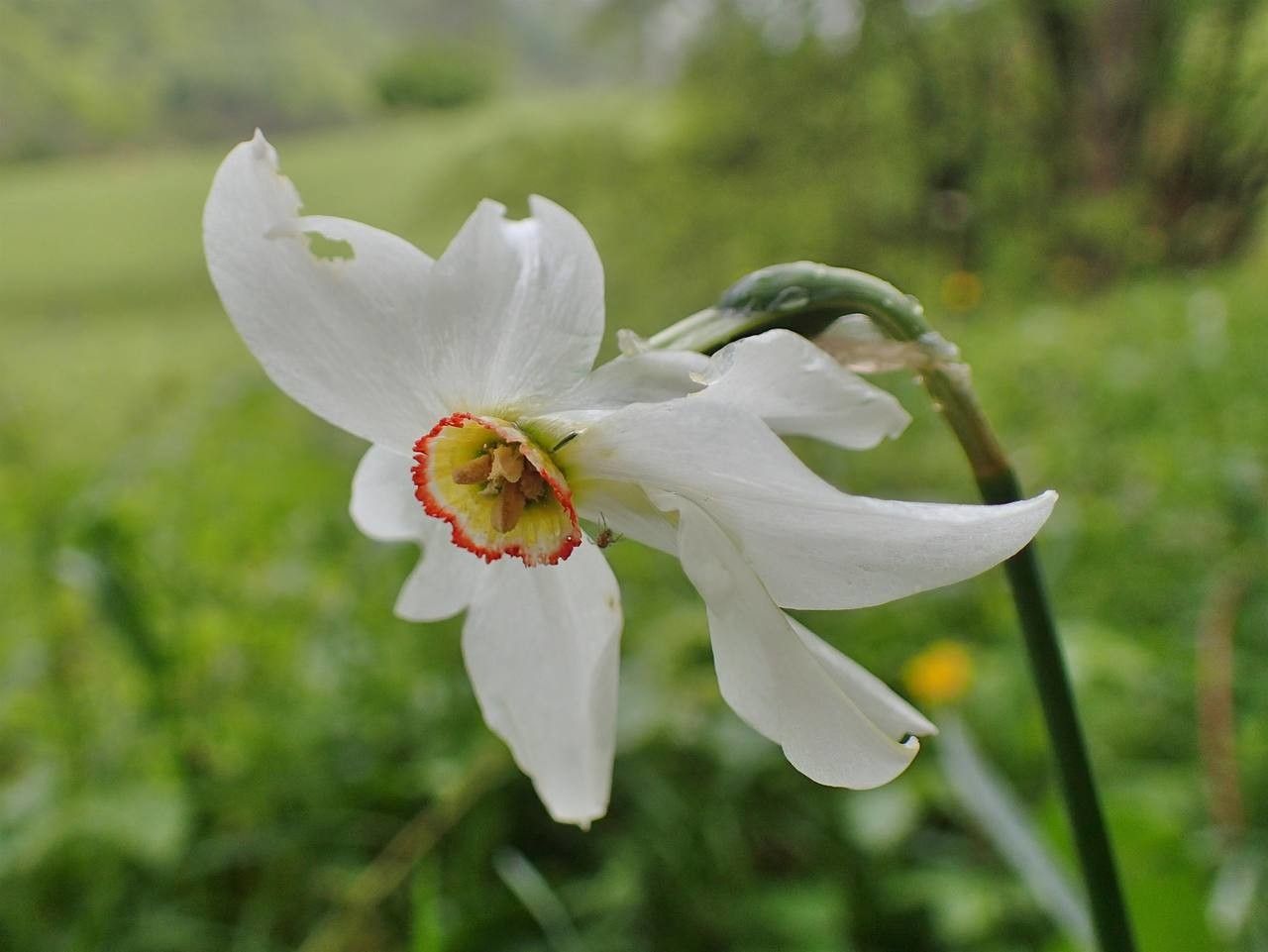 Narcissus poeticus flower