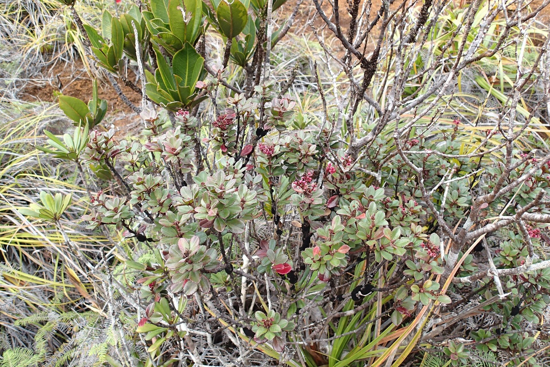 Cunonia lenormandii habit