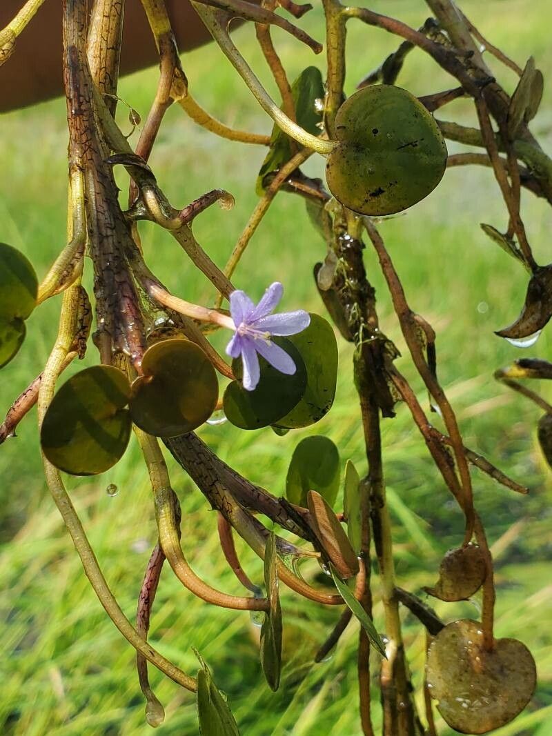 Pontederia natans flower