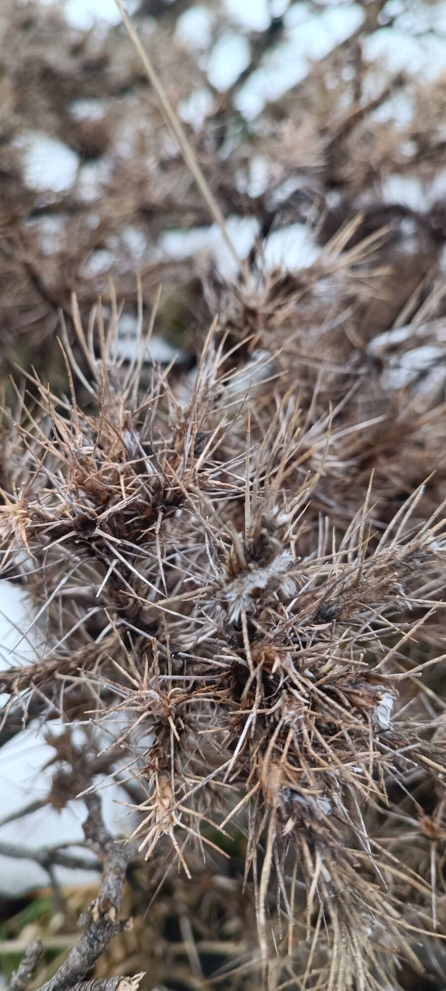 Astragalus nebrodensis leaf