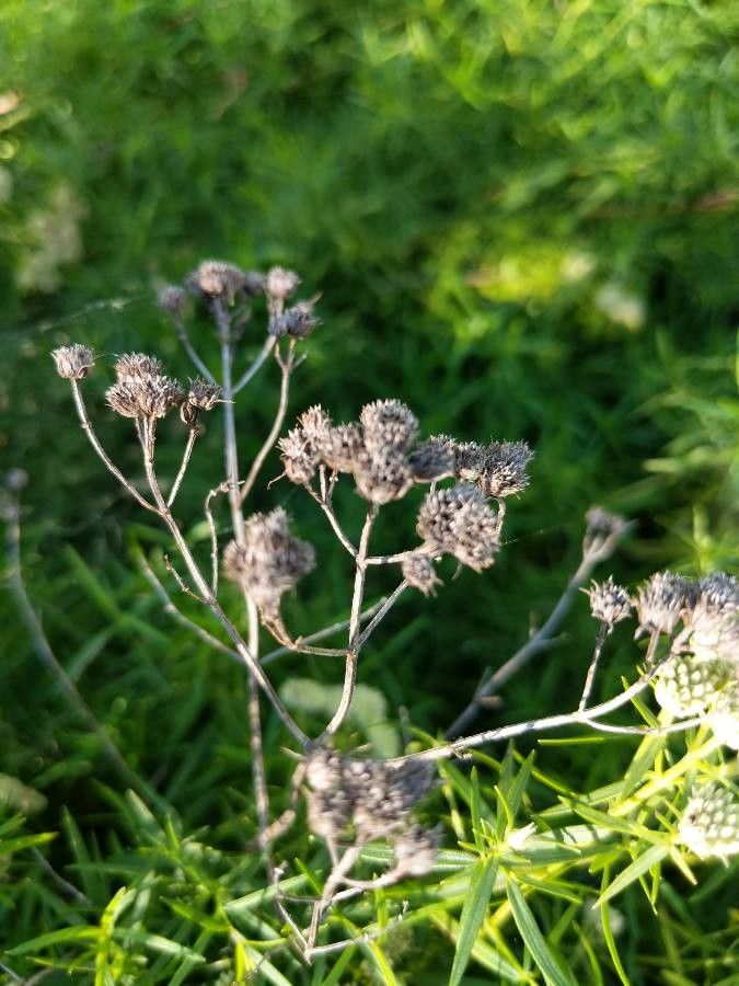 Pycnanthemum tenuifolium fruit