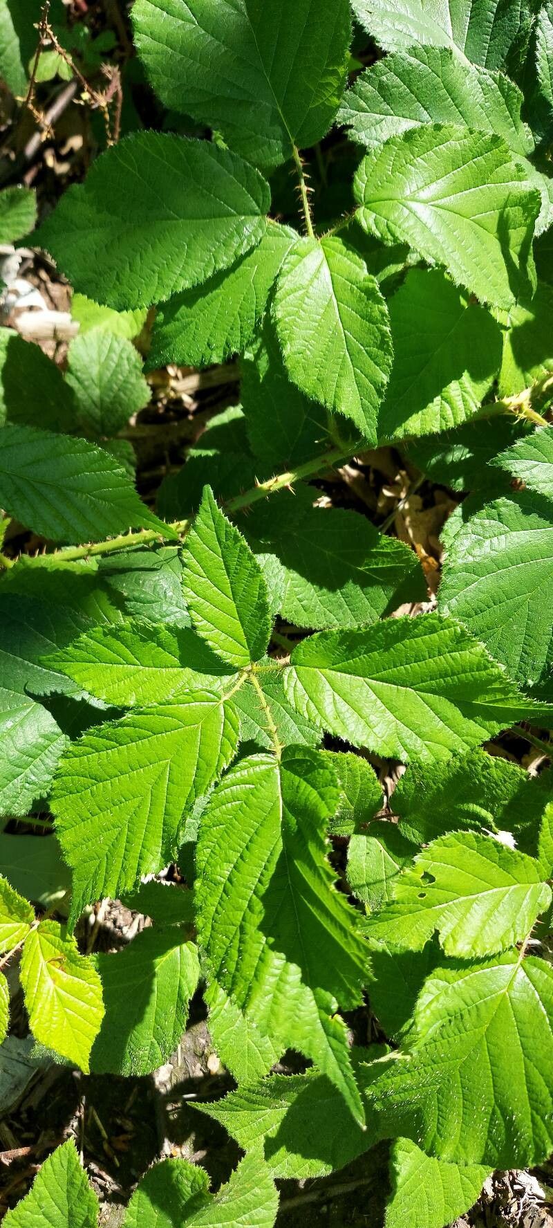 Rubus adscitus leaf