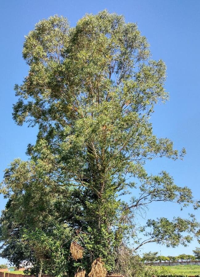 Eucalyptus grandis habit