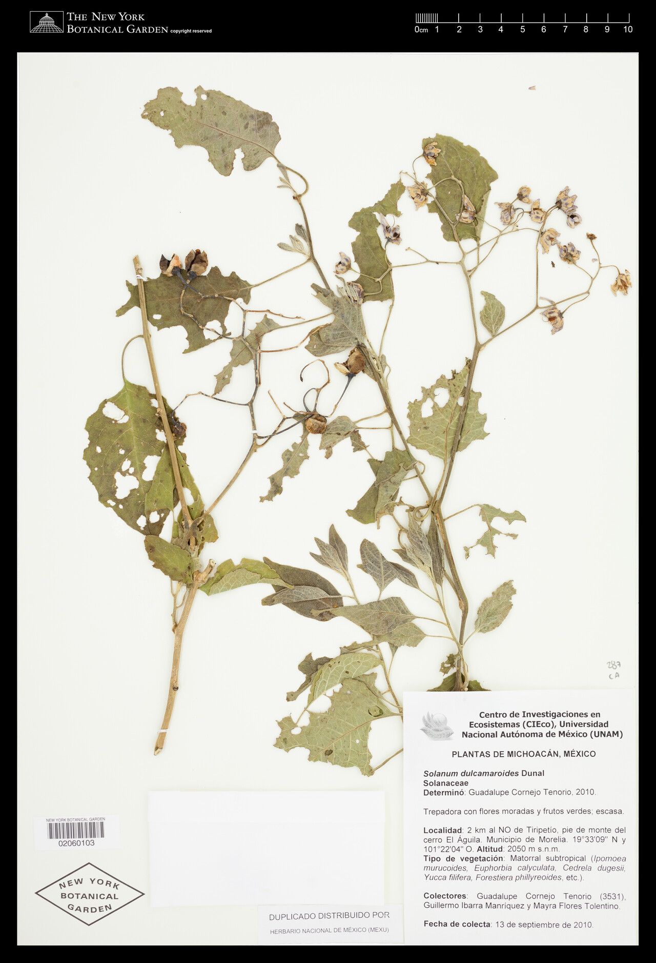 Solanum dulcamaroides other