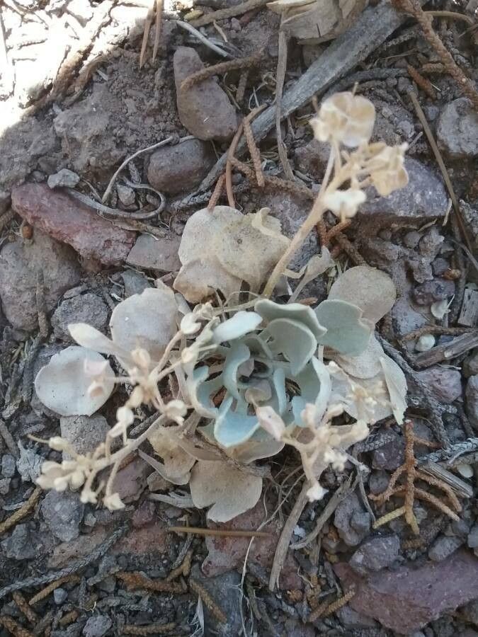 Eriogonum saxatile — search result for 'Eriogonum'