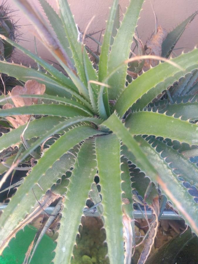 Ochagavia carnea — related species from the same genus