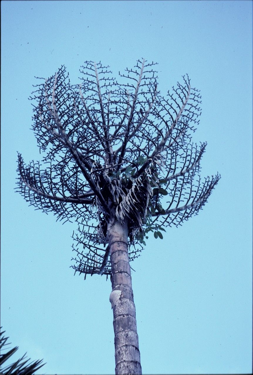 Metroxylon warburgii — related species from the same genus