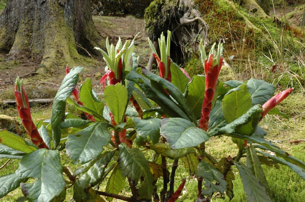 Rhododendron protistum habit