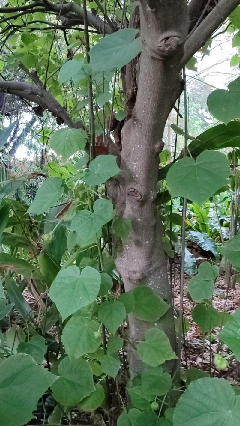 Dombeya × cayeuxii bark