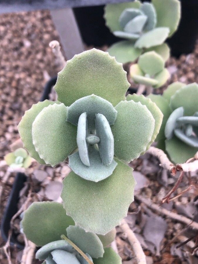 Kalanchoe millotii leaf