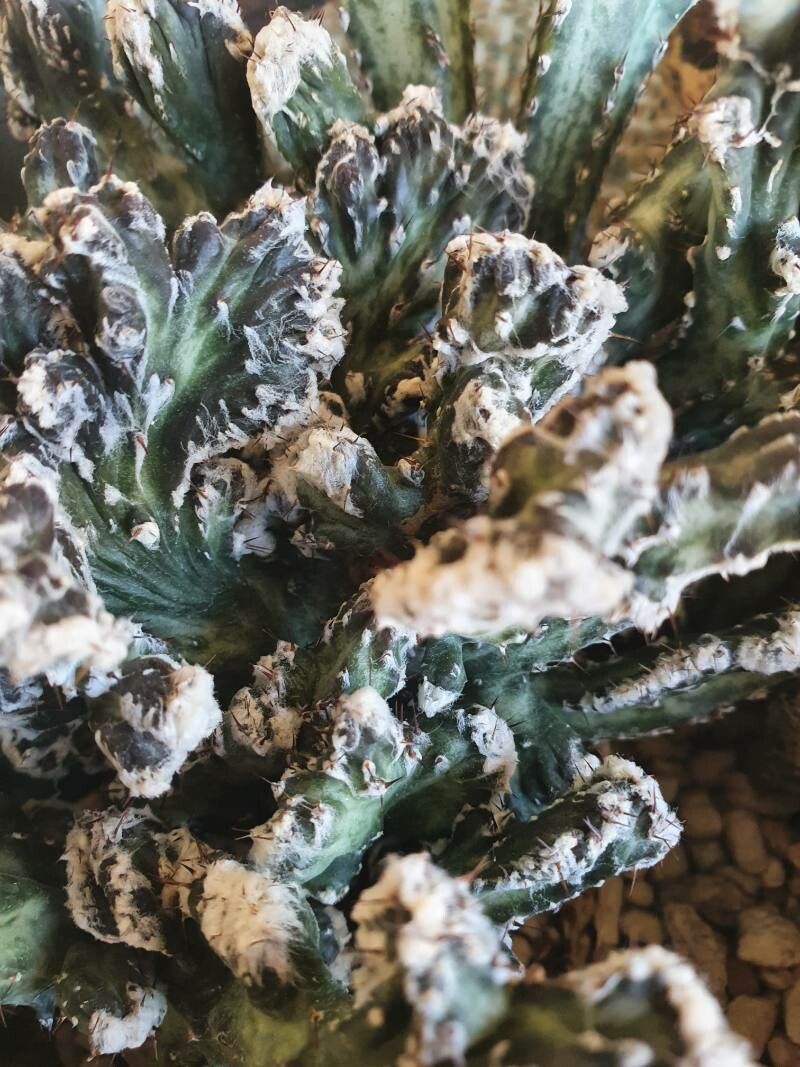 Cereus spegazzinii bark